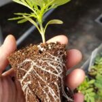 soil booster greenhouse garden 1