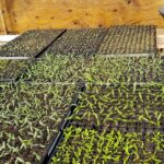 soil booster greenhouse garden 2