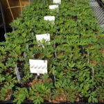 soil booster greenhouse garden 4