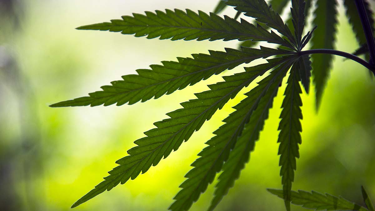 cannabis marijuana hemp soil booster saskatchewan