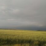 organic kamut wheat farm agriculture soil booster 1