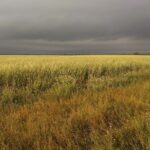 organic kamut wheat farm agriculture soil booster 2