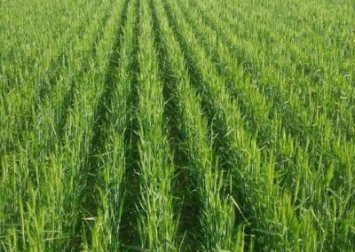 organic soil booster agriculture saskatchewan crop 1