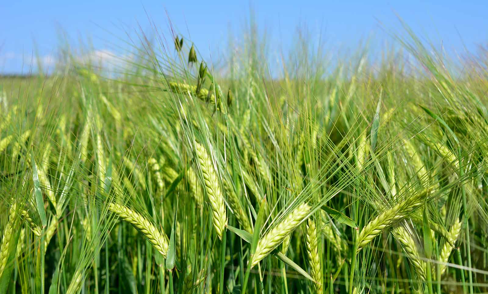 organic soli booster product information saskatchewan